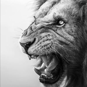 Meet your Posher, Pierre